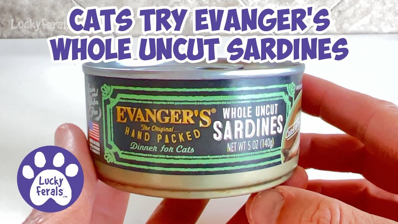 Evanger's Whole Uncut Sardine Dinner Canned Cat Food - 5.5 Oz - Case of 24