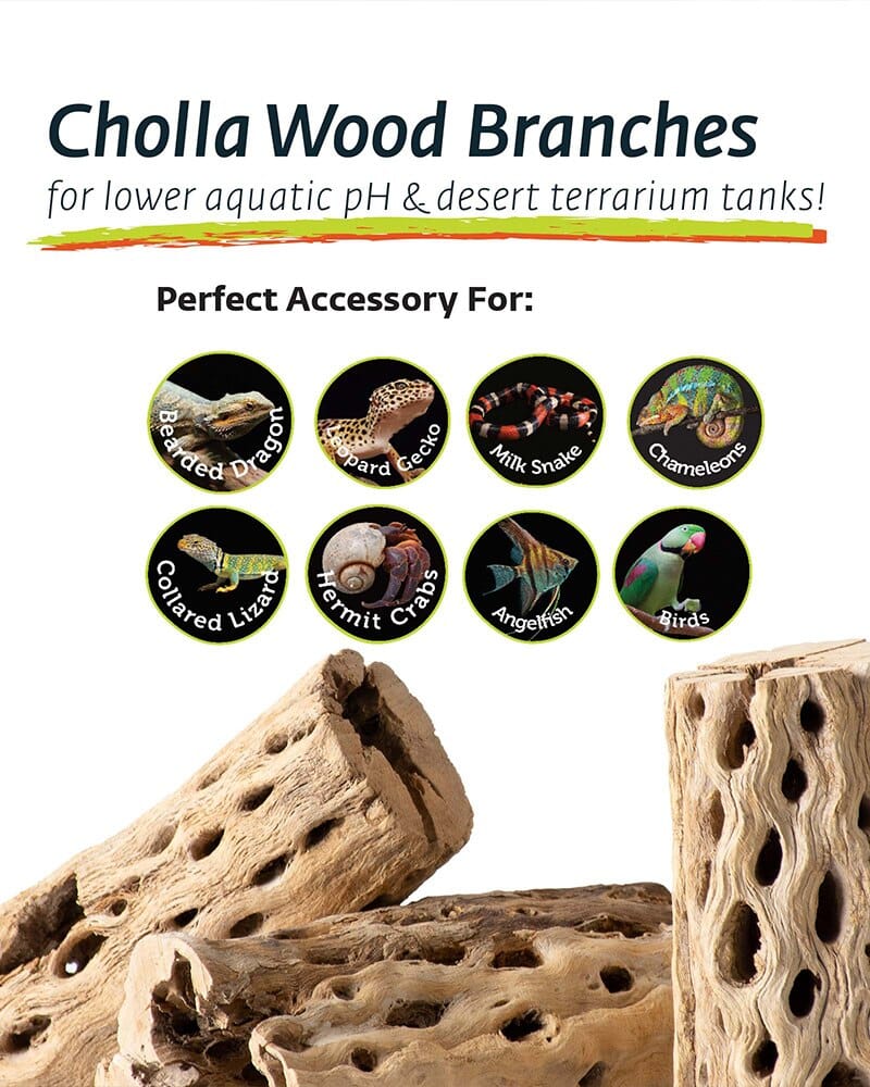 Galapagos Cactus Skeleton Cholla Wood - Brown - 12 in