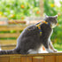 Touchcat ® Animal Patterned Fashion Cat Harness and Leash