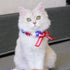 Touchcat ® Pom-Pom Patterned Designer Cat Neck Collar with Chime Bell - Red White and Blue