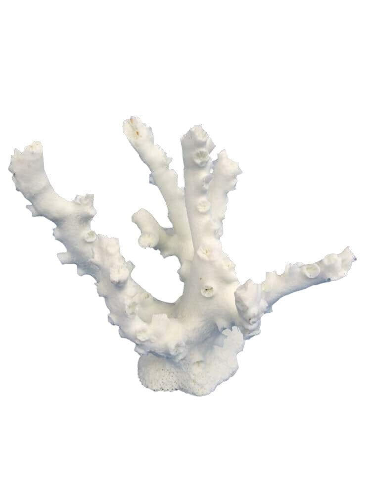 Weco Products South Pacific Coral Octopus Ornament - White - Small