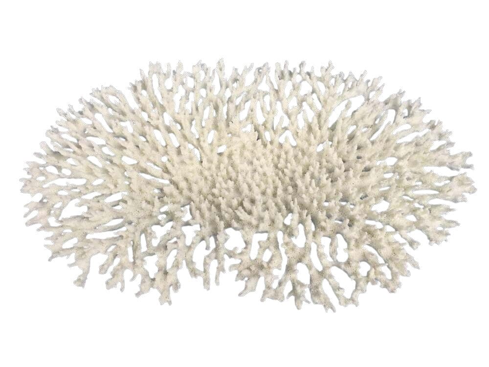 Weco Products South Pacific Coral Oval Tabletop Ornament - White - Large