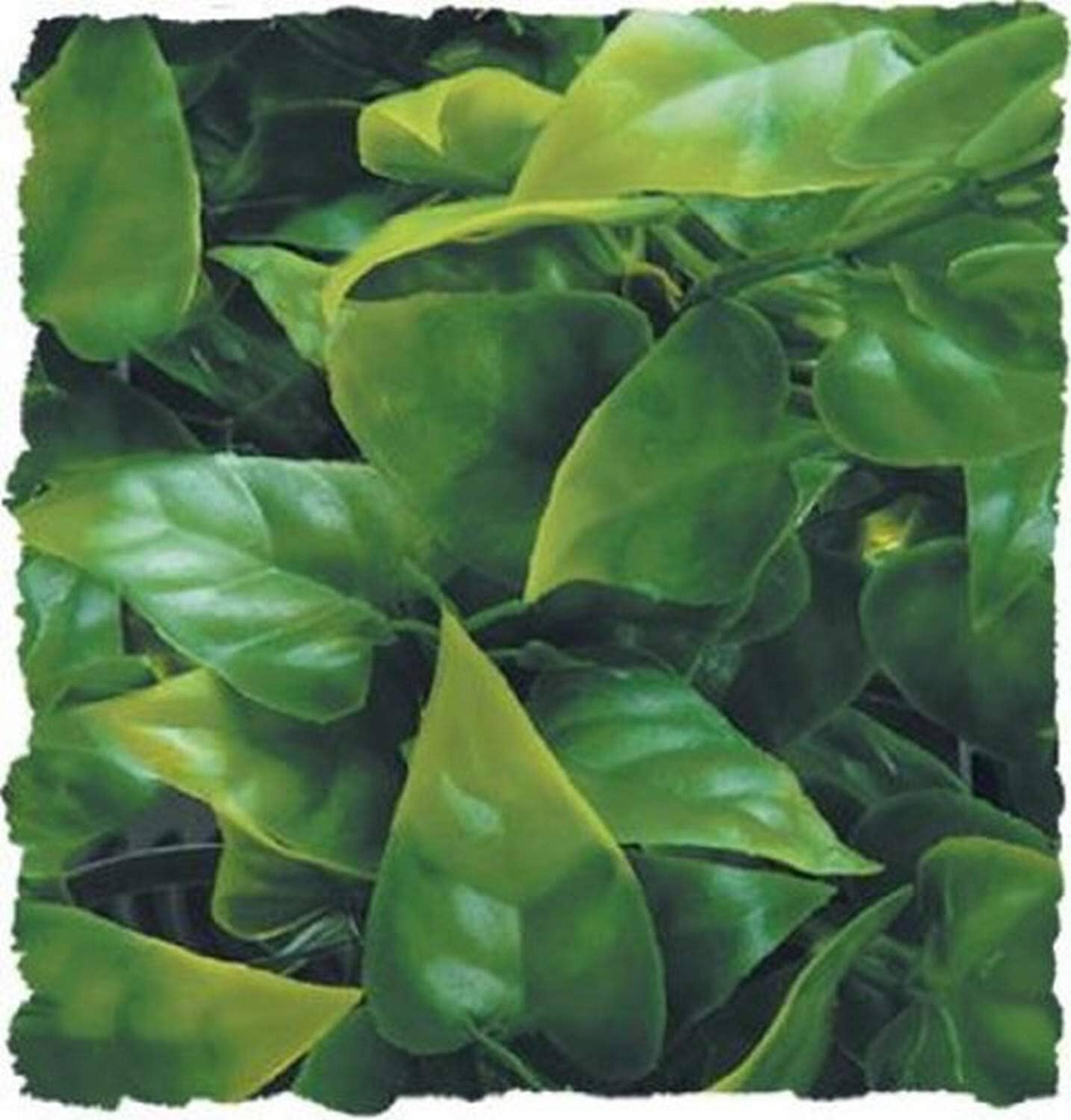 Zoo Med Laboratories Natural Bush Mexican Phyllo Plastic Plant Aquarium and Terrarium Décor - Large