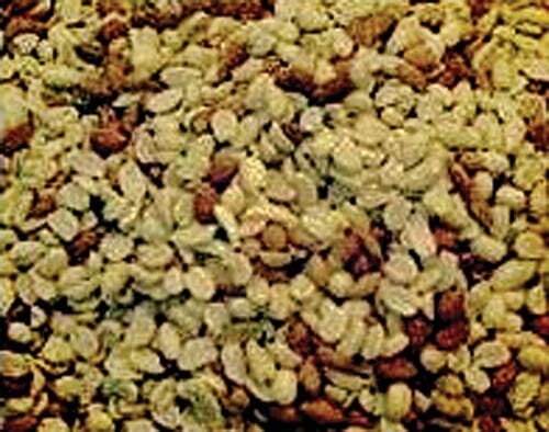 Alpine Dairy Raw Shelled Peanuts Wild Bird Food - 50 Lbs