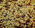 Alpine Dairy Raw Shelled Peanuts Wild Bird Food - 50 Lbs