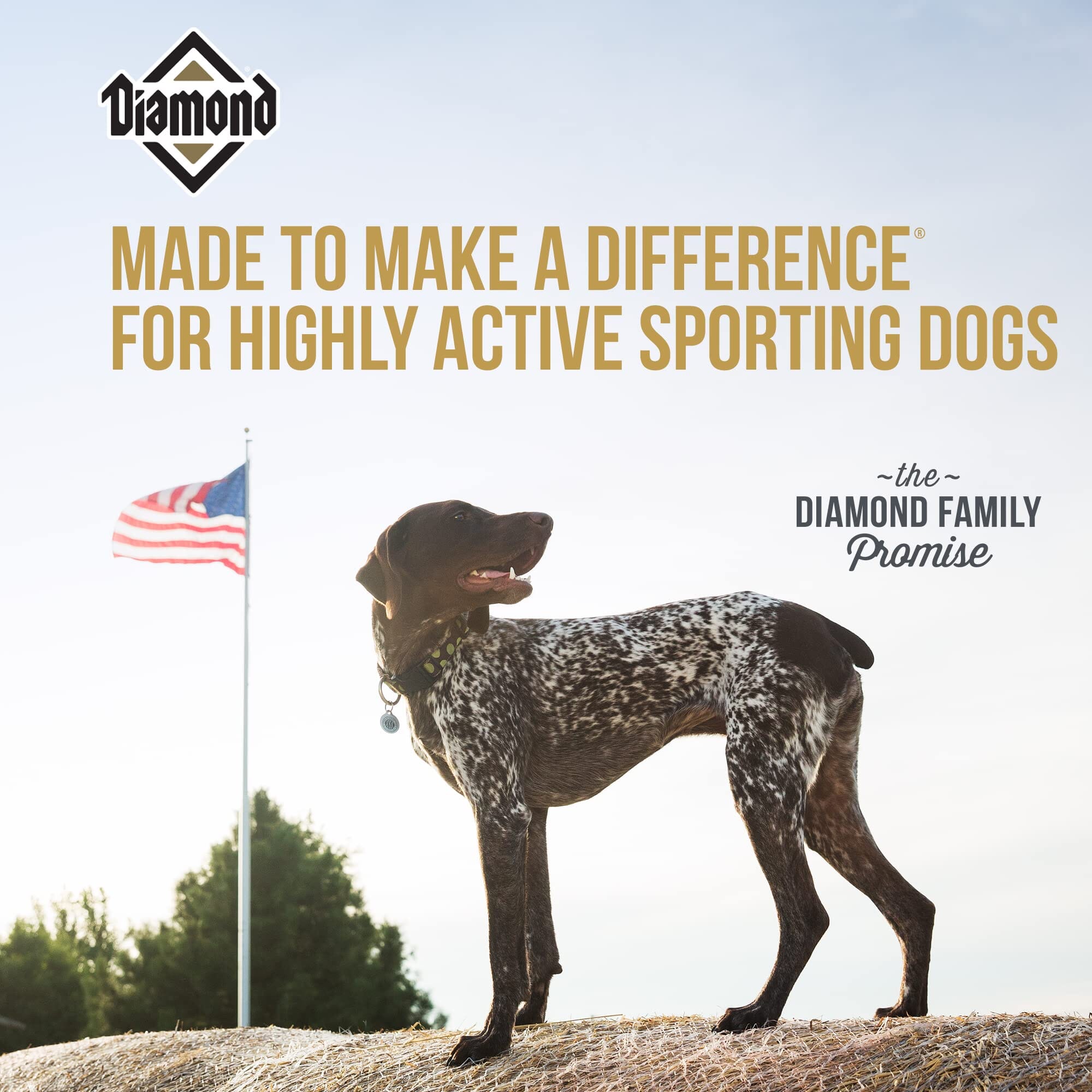 Diamond Pet Foods Hi-Energy Complete and Balanced Sport Dog Dry Dog Food - 50 Lbs