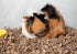 Eco Bedding with Odor Control - Brown - 4.5 Lbs