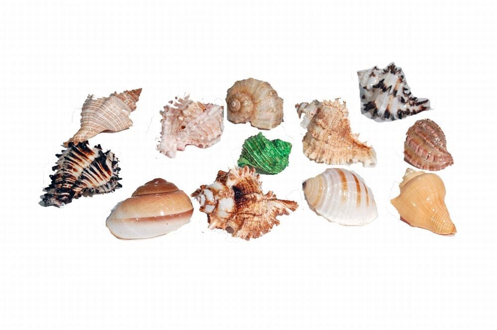 Florida Marine Research Natural Shell Terrarium Ornament Multi-Color - 12 Pack - Large