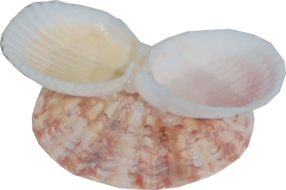 Florida Marine Research Shellfeeder Stand - White and Brown  
