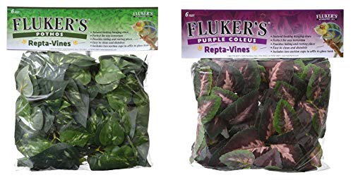 Fluker's Repta-Vines - Purple Coleus - 6