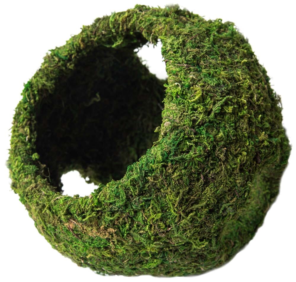 Galapagos Mossy Cave Terrarium Hideaway - Fresh Green - 8 in