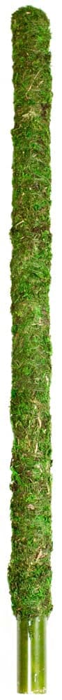 Galapagos Mossy Perch Terrarium Ornament - Fresh Green - 24 in