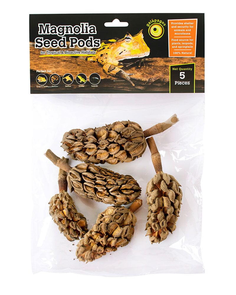 Galapagos Natural Magnolia Seed Pods - 5 pk