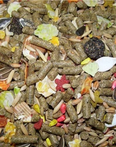 Higgins Sunburst Gourmet Diet Guinea Pig Small Animal Food - 25 Lbs