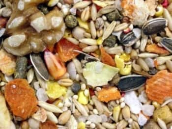 Higgins Sunburst Gourmet Diet Hamster and Gerbil Small Animal Food - 25 Lbs