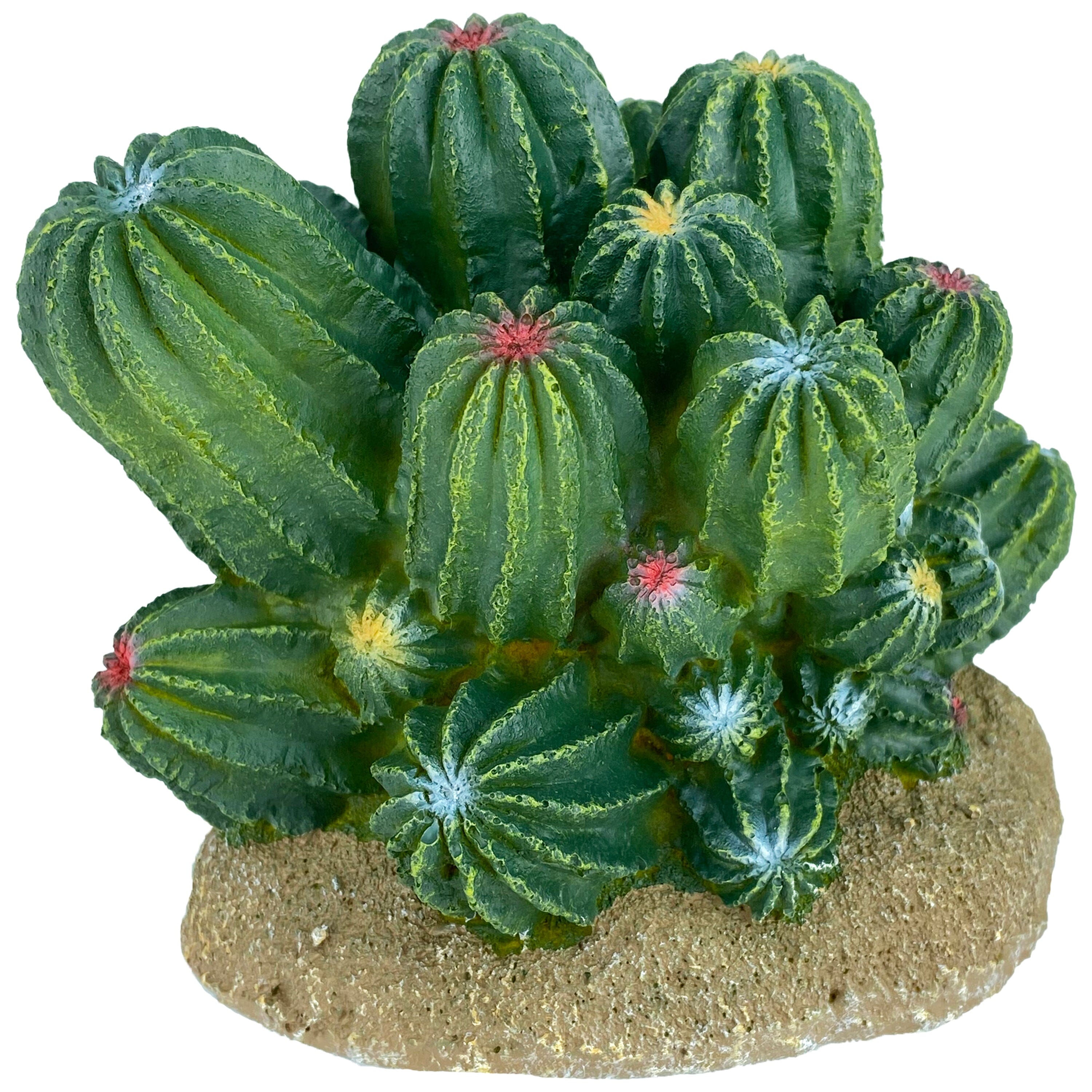 Komodo Cactus Plant Barrel - 4 in