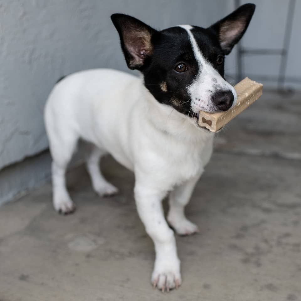 Loving Pets Yummy Bone Flavor Filled Bone Singles Natural Dog Chews - Bacon - 2.8 Oz - 15 Pack