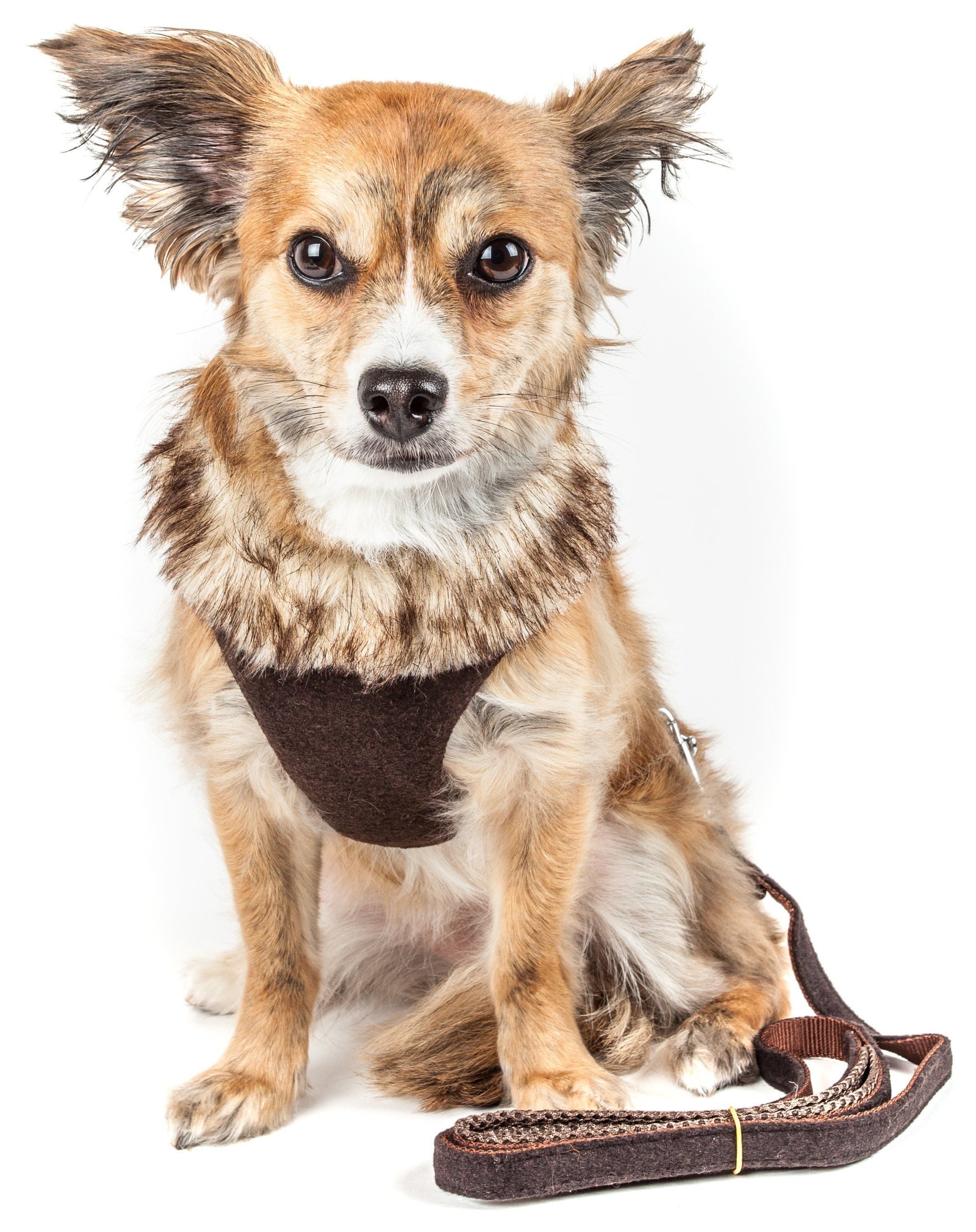 Pet Life ® Luxe 'Furracious' 2-In-1 Adjustable Dog Harness and Leash with Detachable Fur Collar