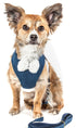 Pet Life ® Luxe 'Pom Draper' 2-In-1 Adjustable Fashion Dog Harness and Leash