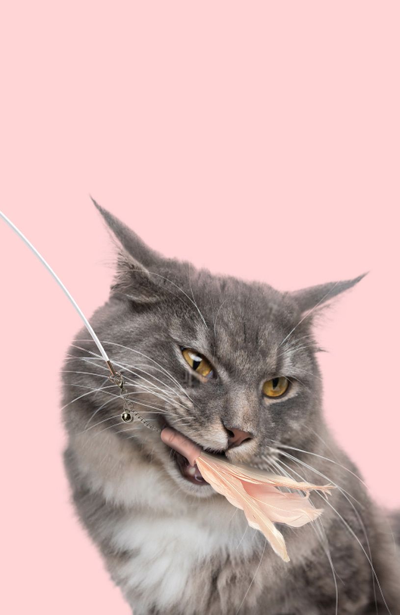 Pet Life ® 'Wander-cat' Customizeable and Extendable 10-in-1 Attachment Laser Cat Teaser