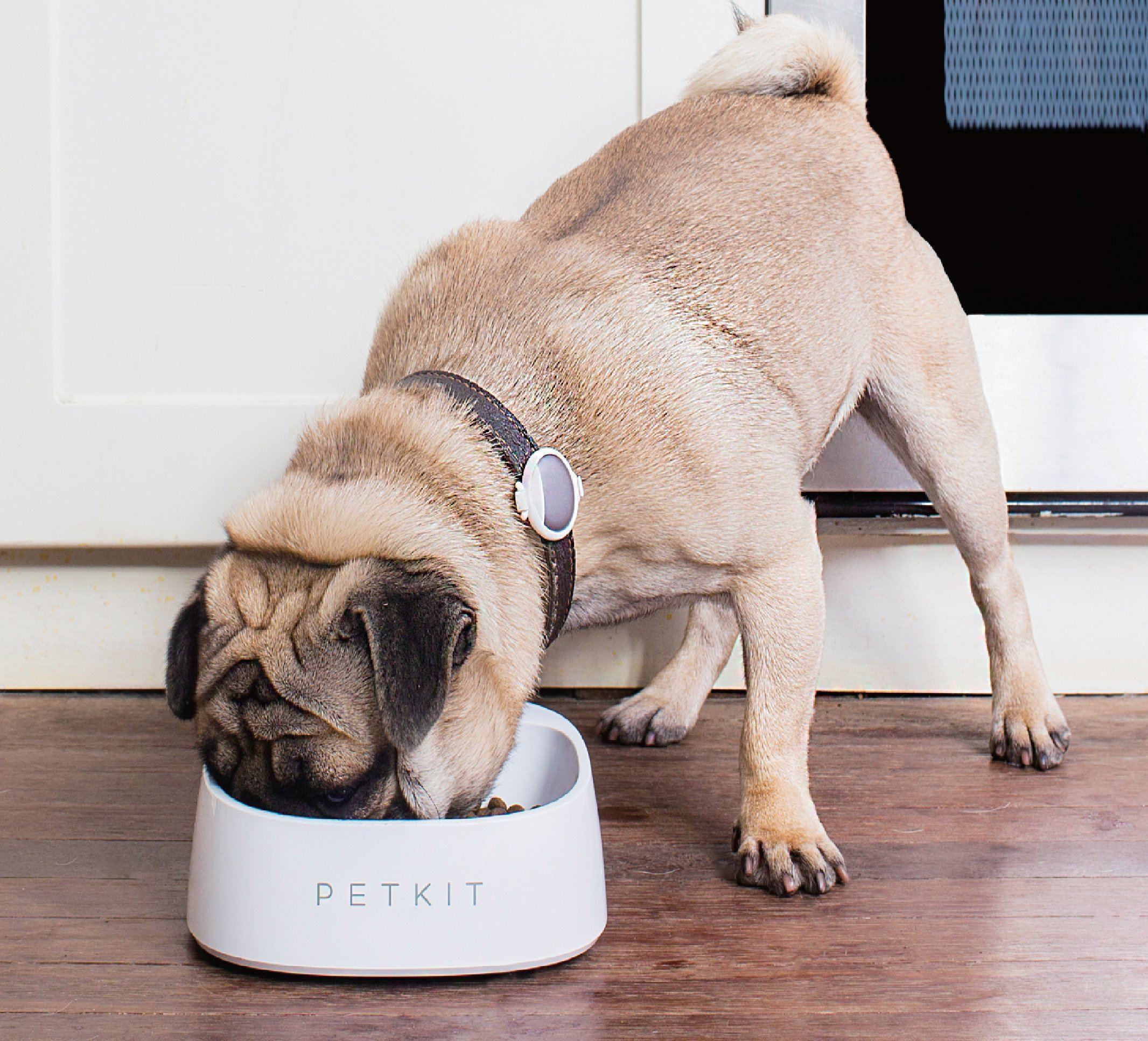 PETKIT ® 'FRESH' Anti-Bacterial Waterproof Smart Food Weight Calculating Digital Scale Pet Cat Dog Bowl Feeder w/ Inlcuded Batteries