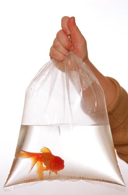 Rutan Poly Industries Fish Bags Clear - 2 mm, 8 in x 15 in - 1000 Bag