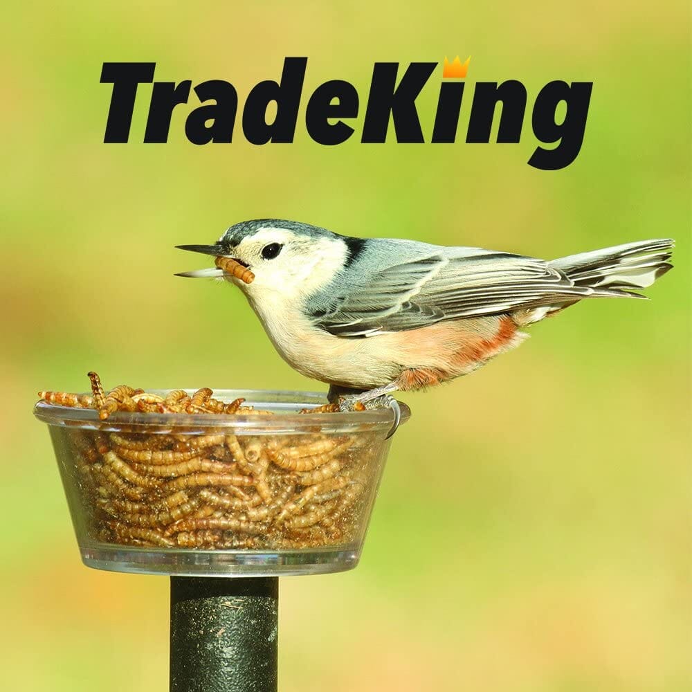 Tradeking Tradeking Dried Mealworms Wild Bird Food - 2 Lbs