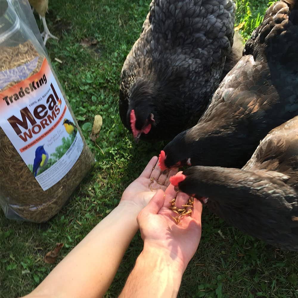 Tradeking Tradeking Dried Mealworms Wild Bird Food - 2 Lbs