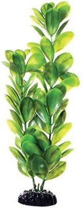 Underwater Treasures Bacopa Monnieri - 12"