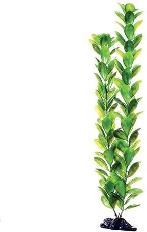 Underwater Treasures Bacopa Monnieri - 20"