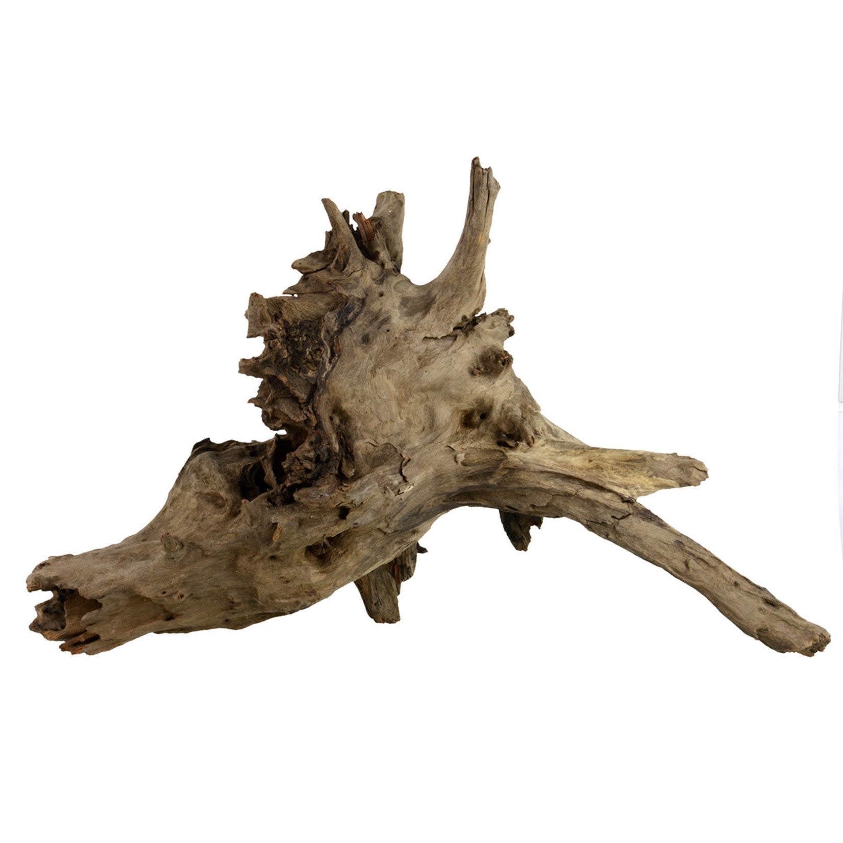 Underwater Treasures Eucalyptus Root - Medium