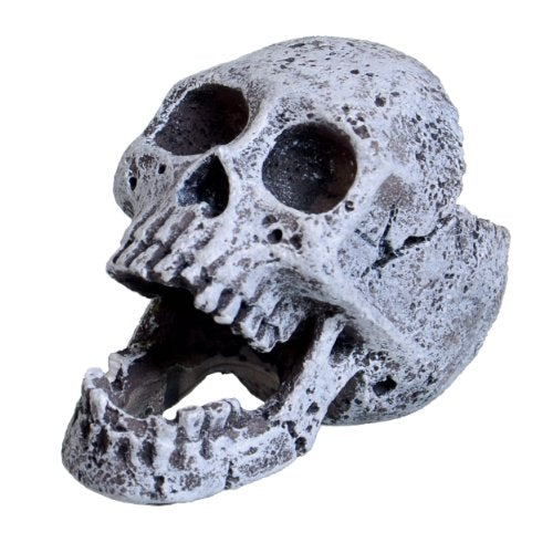 Underwater Treasures Laughing Skull