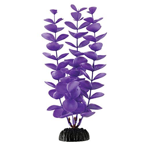 Underwater Treasures Magenta Bacopa - 8"