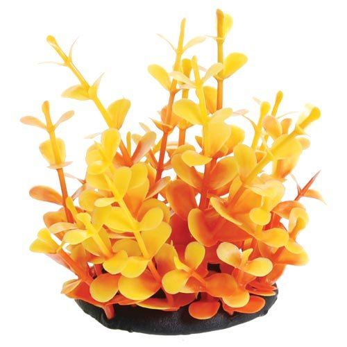 Underwater Treasures Orange Moneywort - 2.5"