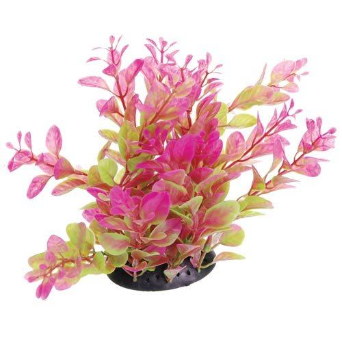 Underwater Treasures Pink Tipped Cardamine - 6"