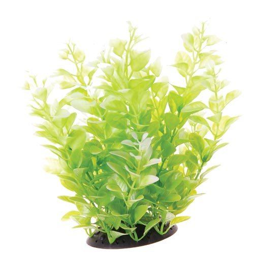 Underwater Treasures White Tipped Cardamine - 10"
