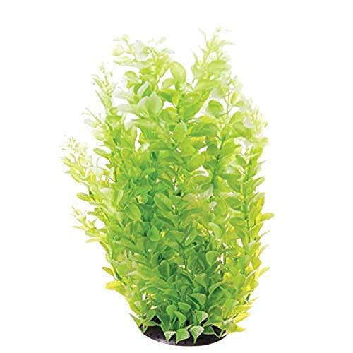 Underwater Treasures White Tipped Cardamine - 16"