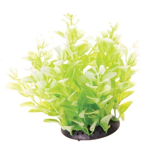 Underwater Treasures White Tipped Cardamine - 6"
