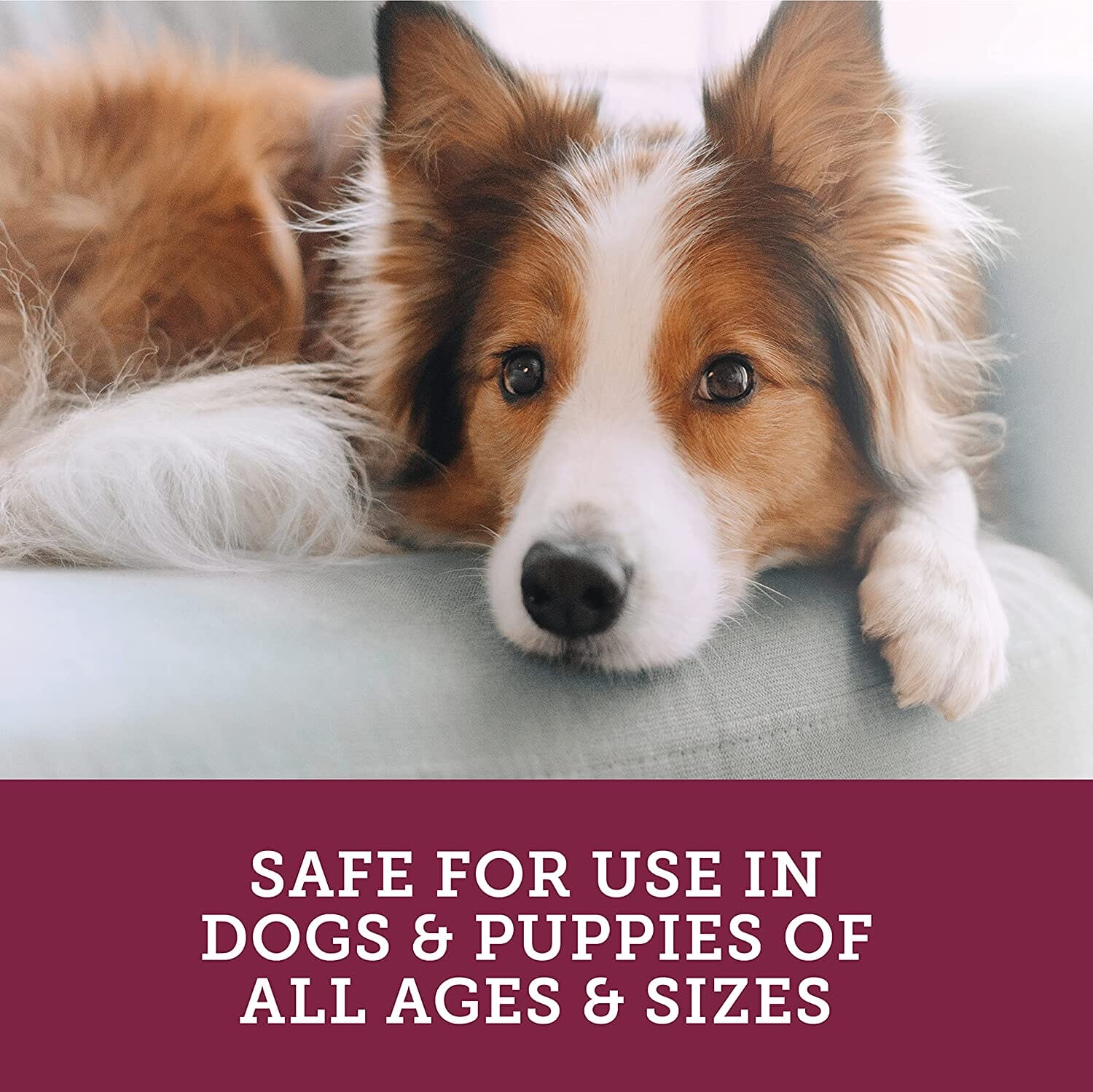 Vetality Stop The Runs Chewables for Dogs - 6 Count