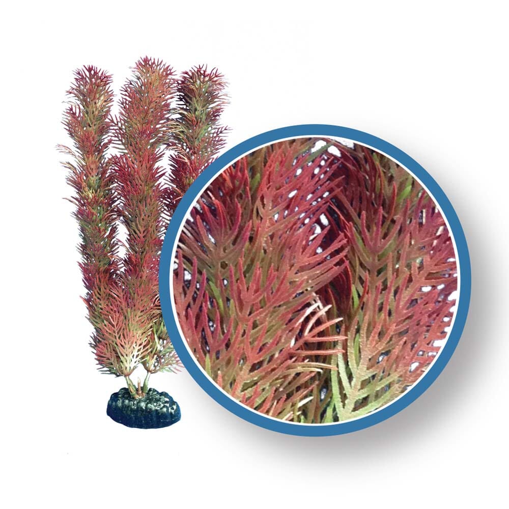 Weco Products Freshwater Pro Series Cabomba Aquarium Plant - Red - 12 in