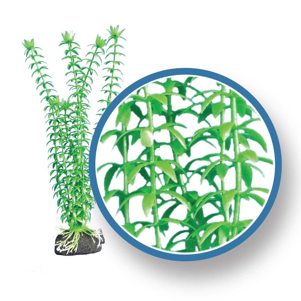 Weco Products Freshwater Pro Series Tonina Aquarium Plant - Green - 12 in