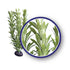 Weco Products Freshwater Series Anacharis Aquarium Plant - Green - 9 in
