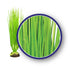 Weco Products Freshwater Series Asian Hairgrass Aquarium Plant - Green - 9 in
