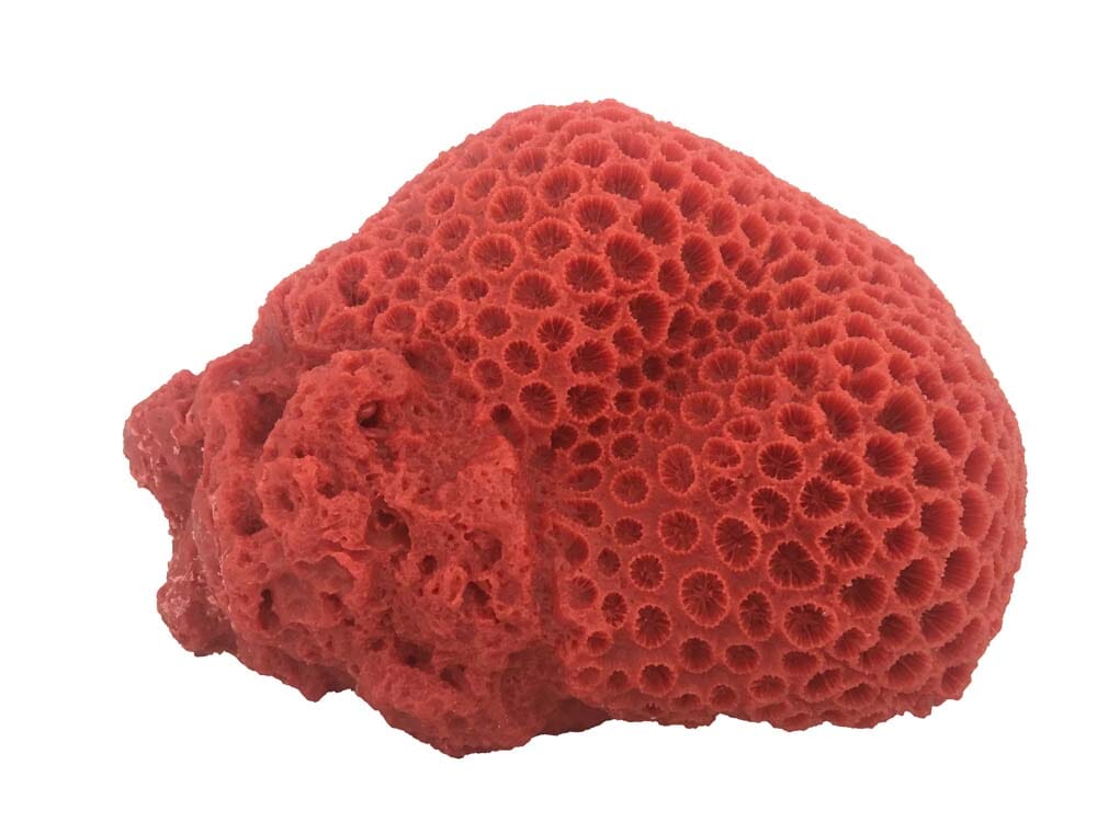 Weco Products South Pacific Coral Brain Ornament - Orange - Large