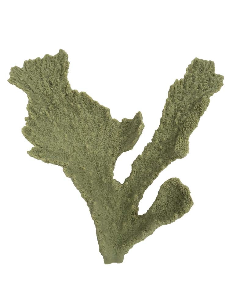 Weco Products South Pacific Coral Elkhorn Ornament - Grey - Small