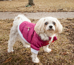 Shopping for the right Dog Coats