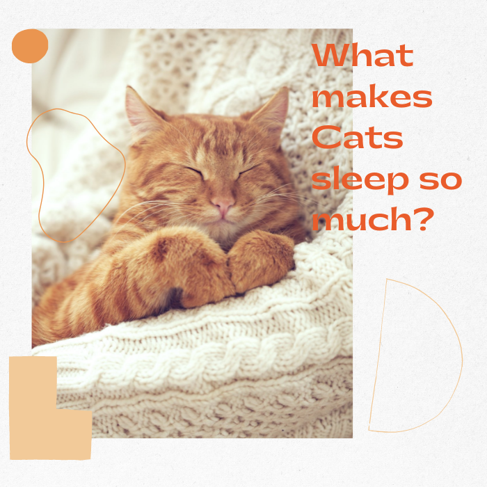 What Makes Cats Sleep So Much?