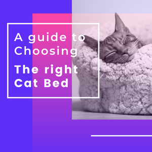A Guide to Choosing the Right Cat Bed