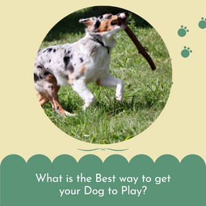 What Is The Best Way To Get Your Dog To Play?