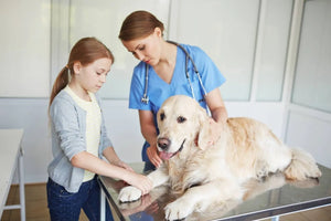 How to choose the right veterinarian for your pet